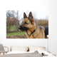 Deutscher Schferhund Wall Decal