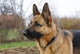 Deutscher Schferhund Wall Decal