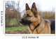 Deutscher Schferhund Wall Decal