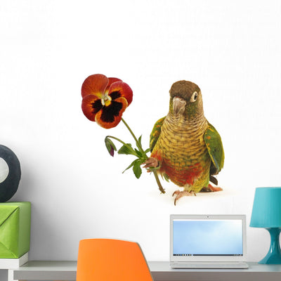 Green-cheeked Conure Wall Decal shown on a wall