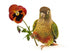 Green-cheeked Conure Wall Decal