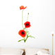 Fleurs Des Champs Coquelicots Wall Decal