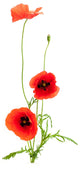 Fleurs Des Champs Coquelicots Wall Decal