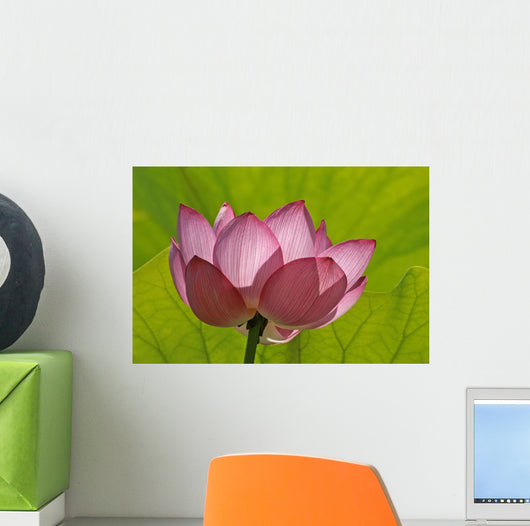 Lotus Flower W Lime Wall Decal