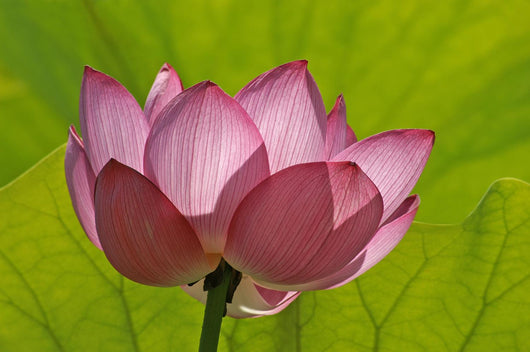 Lotus Flower W Lime Wall Decal