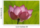 Lotus Flower W Lime Wall Decal