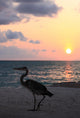 Heron Sunset Wall Decal