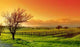Vineyard Landscape Wall Decal