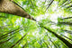 Forest Wall Decal Design 4