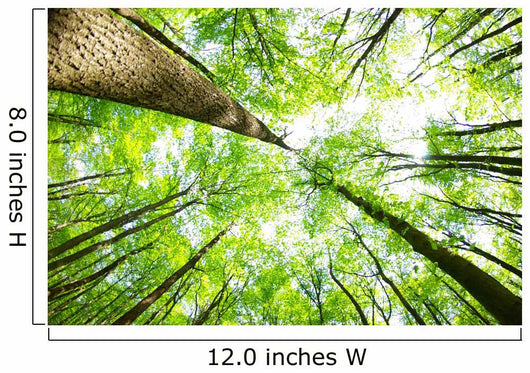 Forest Wall Decal Design 4