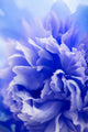 abstract blue flower background Wall Mural