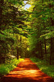 Waldweg Romantisch Romantic Wood Wall Decal