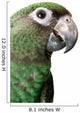 Young Parrot Wall Decal
