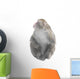 Japanese Macaque Monkey Look Wall Decal