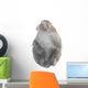Japanese Macaque Monkey Look Wall Decal