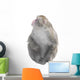 Japanese Macaque Monkey Look Wall Decal