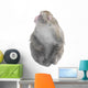 Japanese Macaque Monkey Look Wall Decal