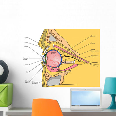 Medical Illustration Human Eye Wall Decal shown on a wall