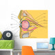 Medical Illustration Human Eye Wall Decal