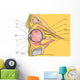 Medical Illustration Human Eye Wall Decal