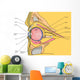 Medical Illustration Human Eye Wall Decal
