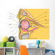 Medical Illustration Human Eye Wall Decal