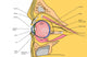 Medical Illustration Human Eye Wall Decal