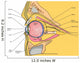 Medical Illustration Human Eye Wall Decal