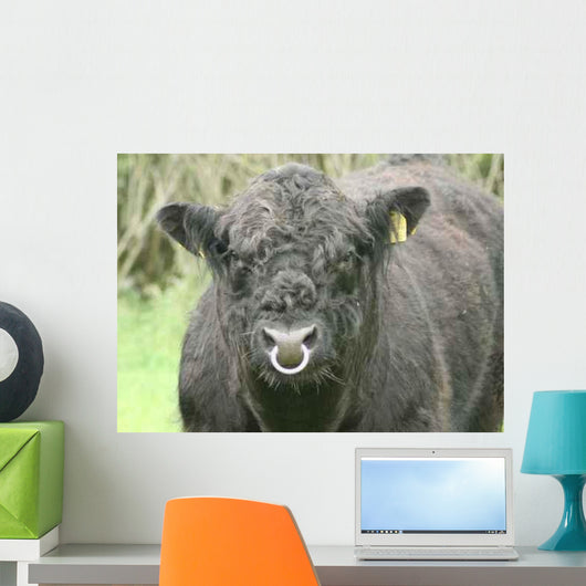 Galloway Pasture Wall Decal