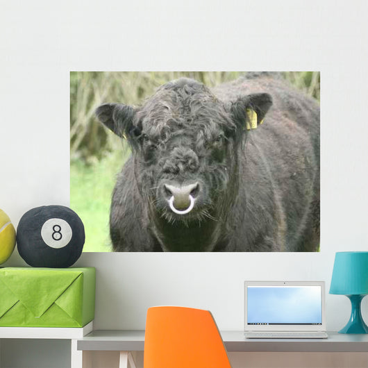 Galloway Pasture Wall Decal