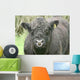 Galloway Pasture Wall Decal
