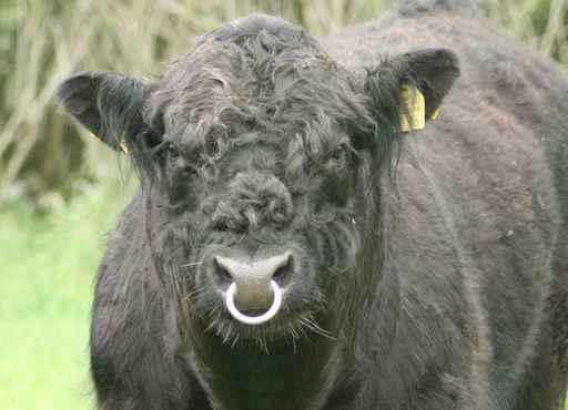Galloway Pasture Wall Decal