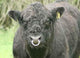 Galloway Pasture Wall Decal