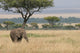 Elephant Wall Decal Design 3