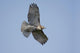 Perched Red-tailed Hawk Wall Decal