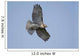 Perched Red-tailed Hawk Wall Decal