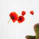 Image Fleurs Coquelicots Isola Wall Decal
