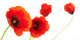 Image Fleurs Coquelicots Isola Wall Decal