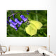 Lemon Butterfly Flower Bellflower Wall Decal