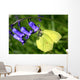 Lemon Butterfly Flower Bellflower Wall Decal
