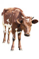 Cow Calf White Wall Decal