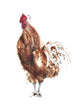 Rooster Watercolor Painting Wall Decal