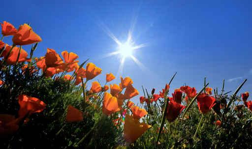 Fleurs Des Champs Oranges Wall Decal