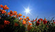 Fleurs Des Champs Oranges Wall Decal