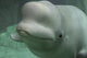 Beluga Whale Wall Decal