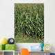 Cornfield Wall Decal