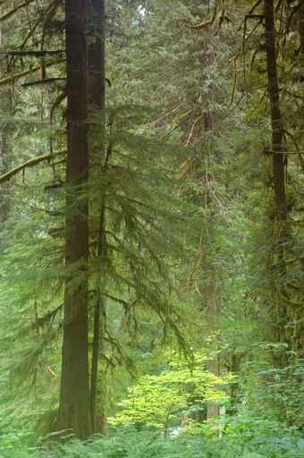 Pacific Northwest Forest Wall Decal Design 3