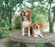 Beagles Wall Decal