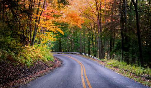 Beautiful Autumn Drive Wall Decal
