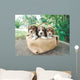 Three Beagle Puppies Wall Mural